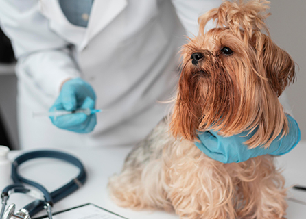 Pedasa Veteriner Kliniği